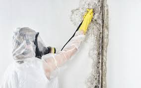 Best Mold Remediation for Healthcare Facilities  in Sound Beach, NY